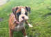 Last Kc Boxer Bitch Puppy Massively Reduced