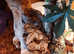 Hog island boa constrictor