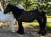 Super Traditional Cob Mares