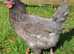 Bluebelle, Light Sussex, Speckeldy, Rhode Rock & Columbian Blacktail For Sale
