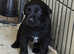 Labrador puppies looking for new homes!!