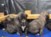 Irish wolfhound puppy's