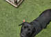 Black labradoor for sale