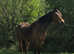 8yr purebred arab mare showing endurance hacking