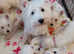 West Highland terrier puppies