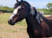 Beautiful Andulucian, Dutch warmblood X cob