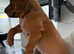 Rhodesian Ridgeback Puppys