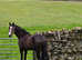 Super 16.1 tb gelding 3yrs old