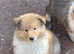 KC registered sable and white puppy