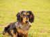 Miniature long haired Dachshund FOR STUD