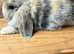 MINI LOP BUNNIES - PEDIGREE