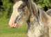 3 Top Quality Fillies For Sale