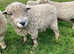 Greyface Dartmoor Registered Tups/Rams for sale