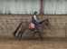 Sweet affectionate 15 2/3h 5yo Irish TB mare