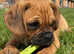 Pugalier boy