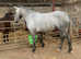 14.3 connemara gelding