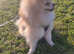 Beautiful cream/white pomeranian