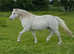 Beautiful grey mare