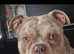 American pocket bully