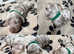 Miniature dachshund puppies