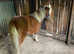 Gorgeous Chestnut Shetland Mare For Sale