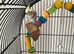 Cockatiel