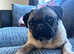5 year old female pug