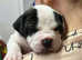 Stunning litter of american bulldog puppies