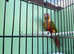 Conure hen bird