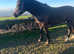 Cob cross sportshorse