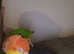 Super  tame yellow Thighed caique parrot for sell