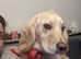 Beautiful lemon neutered male sprocker