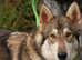 Rare Breed Pedgree and Registered Tamaskan female Tamaskan  puppy PRICE REDUCTION