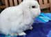 Bew mini lop buck looking for forever  home