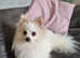 Pomeranian girl