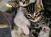 5 beautiful little kittens available