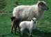Lambing days in Goring on Thames