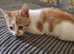 10 week old ginger male kitten