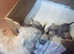 GLEN OF IMAAL TERRIER PUPPIES