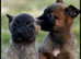 Belgian Shepherd Malinois puppies