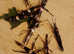 Various stick insects for sale