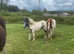 Quiet Shetland x DHP pony