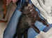 10 weeks only kittens for sale