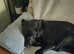 Labrador to rehome