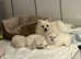 White Pomeranian
