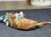 Domestic Shorthair Ginger Cat