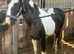 Really gorgeous 12.2hh gelding