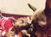 Exceptional Miniature Bull Terrier girl, Full CLEAR!