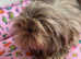 Imperial shihtzu girl