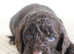 Health tested chocolate Merle F2B cockapoo litter